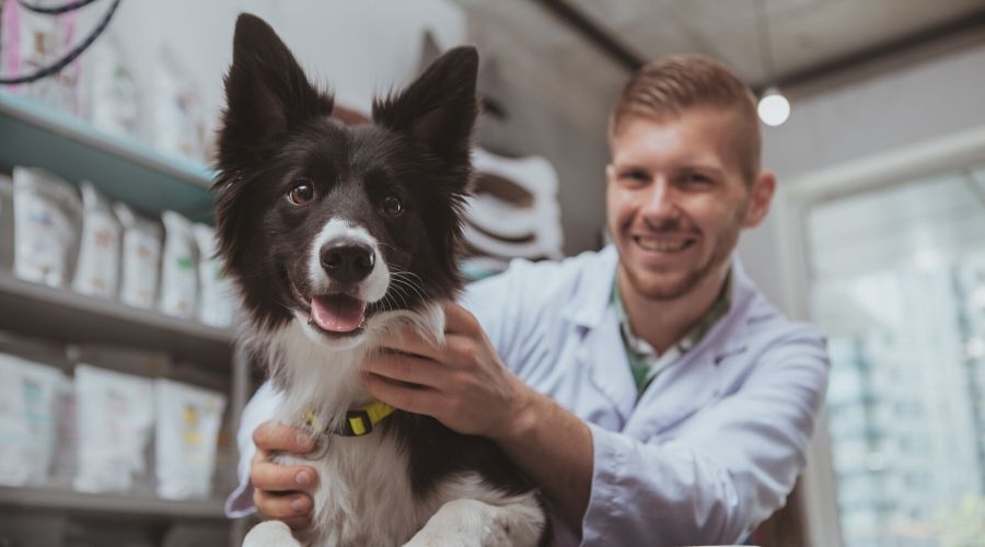 7 Qualities of a Good Veterinary Assistant . Colleges